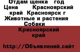 Отдам щенка 1 год › Цена ­ 1 - Красноярский край, Красноярск г. Животные и растения » Собаки   . Красноярский край